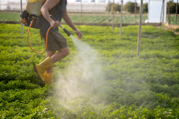 Best Ant Control Services  in Combes, TX